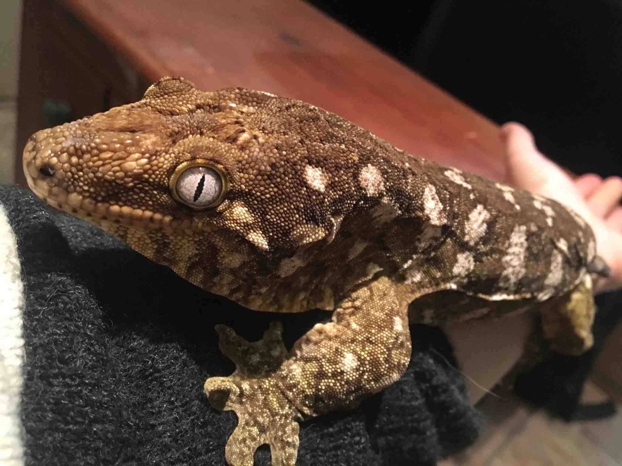 Rat snake, lizard rescued from the Juvenile Justice Committee