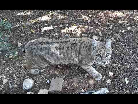Watch now: A bobcat plays with her baby in a Tucson backyard